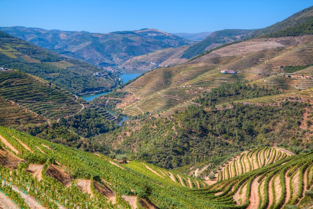 Panoramic view of terraced vineyards in the Douro Valley, with the river winding between the mountains
