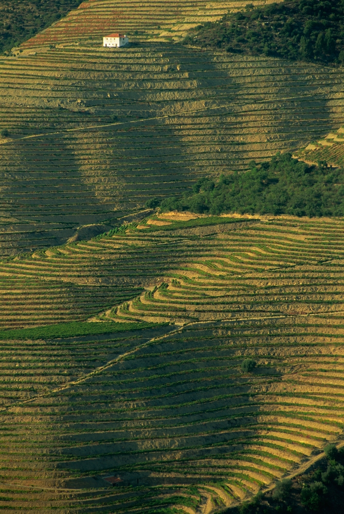Aerial view of rolling terraced vineyards in the Douro, with a solitary white house atop a hill