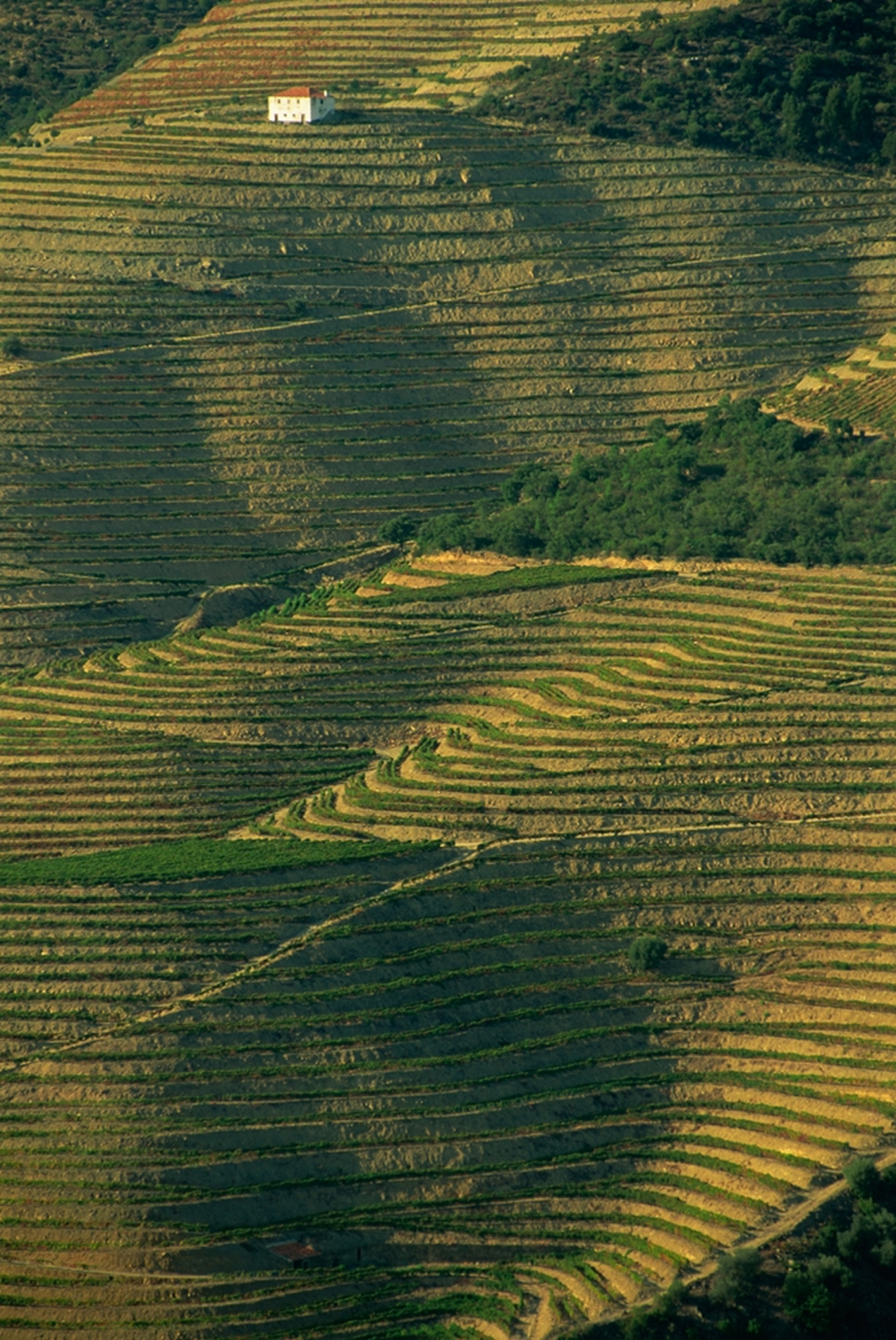 Aerial view of rolling terraced vineyards in the Douro, with a solitary white house atop a hill